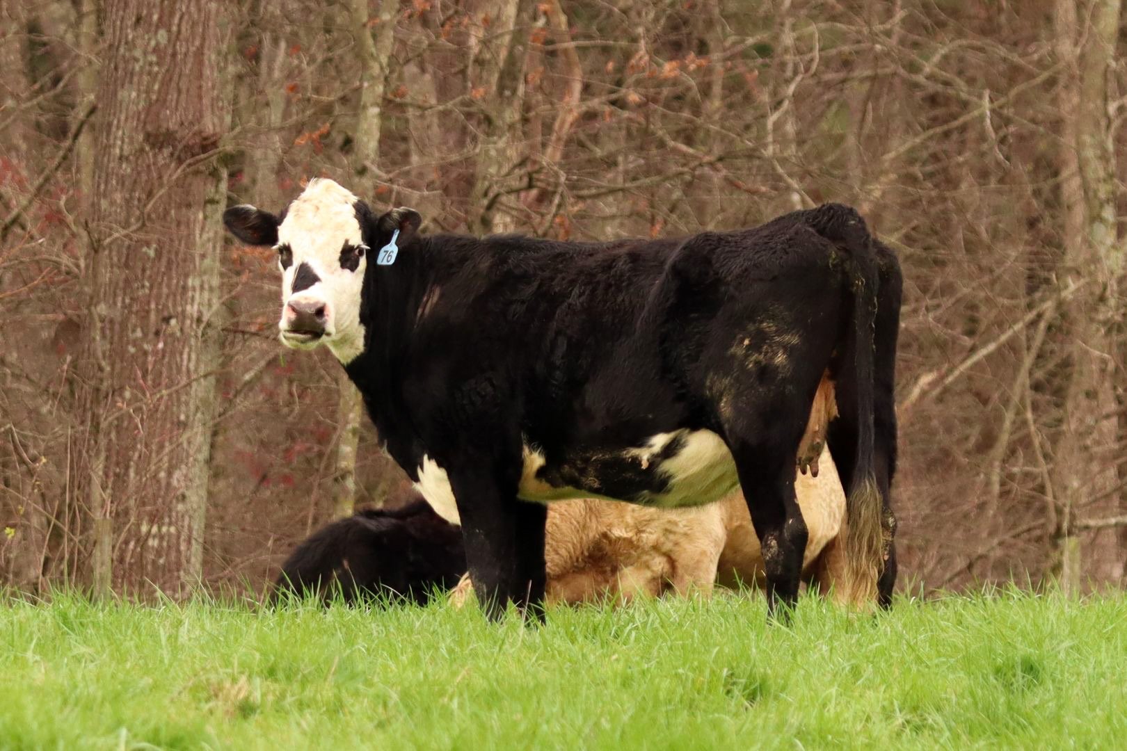 Black and white cow with ear tag number 76 standing in a green pasture surrounded by trees, showcasing a rural farming scene.