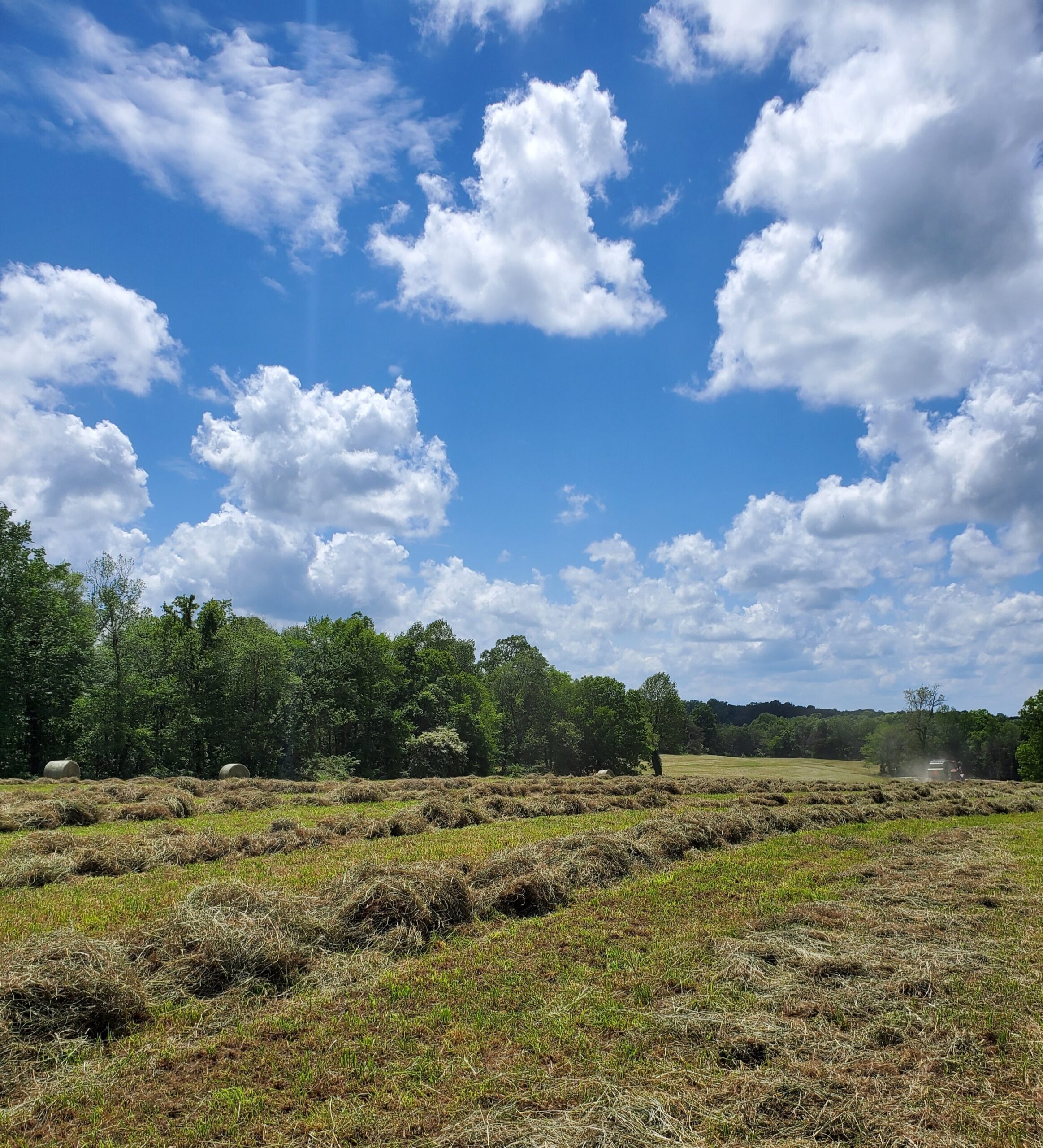 Scenic view of a sunny farm landscape featuring freshly cut hay rows, lush green grass, and a clear blue sky dotted with fluffy white clouds. Trees line the horizon, creating a tranquil rural atmosphere.